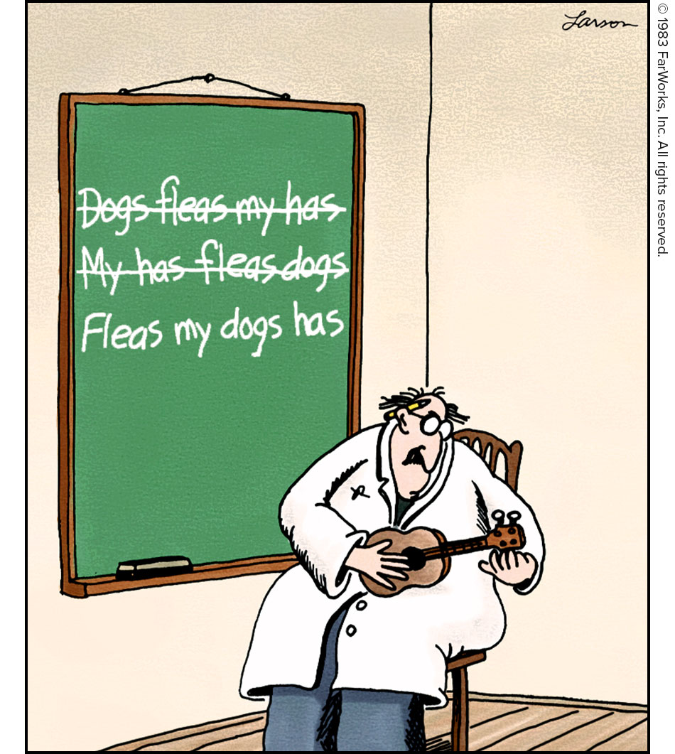 Dogs fleas my has / My has fleas dogs / Fleas my dogs has