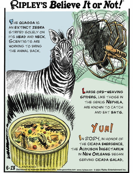 Ripley's Believe It or Not Comic Strip for June 28, 2024 