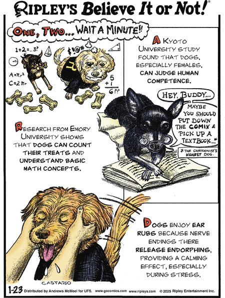 Ripley's Believe It or Not Comic Strip for January 23, 2025 