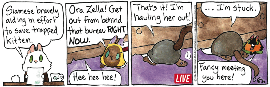 Breaking Cat News Comic Strip for February 29, 2024 
