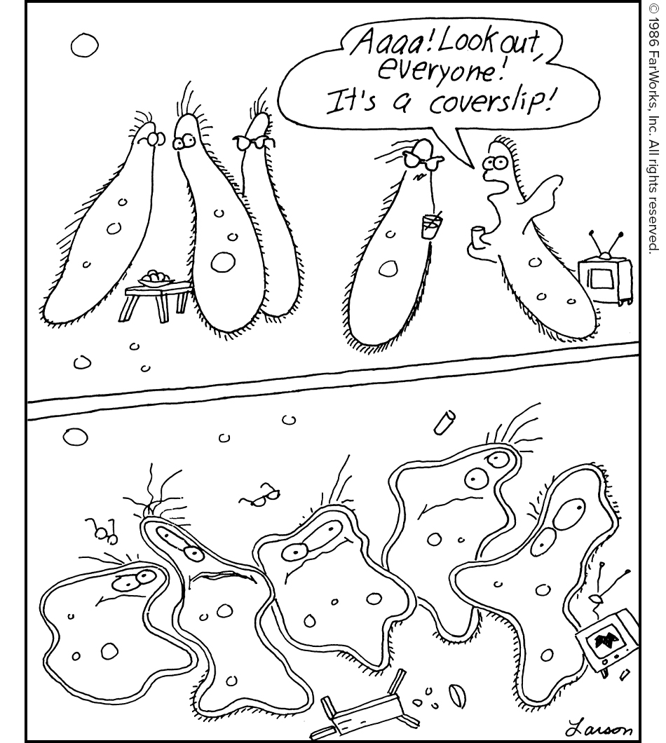 Aaaa! Look out, everyone! It’s a coverslip!