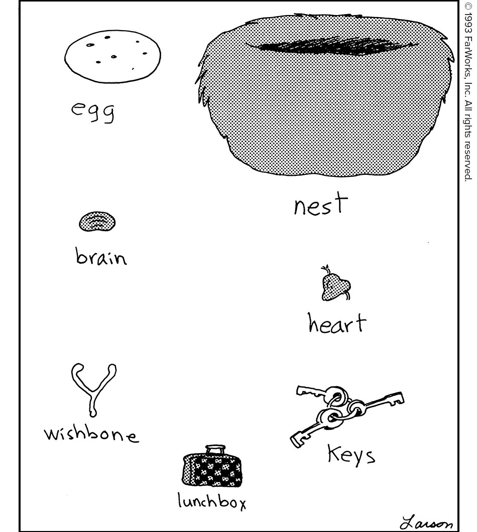 egg / nest / brain / heart / wishbone / keys / lunchbox // Structures, organs, and accessories (shown actual size) pertaining to Mellisuga helenae, the world’s smallest hummingbird.